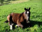 Biete Reitbeteiligung an 100 Verlasspferd PLZ 07381