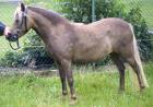 Classic-Pony Stute Liberty abzugeben