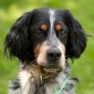 ARCHIBALD - Cocker-Setter Mix - 5 Jahre - Tierhilfe-Franken e. V.
