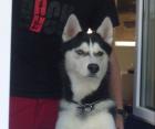 Sib. Husky Junghund