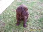 Labrador choco - Münsterländer Welpen