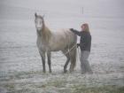 Mobiler Reitunterricht Natural Horsemanship klassische Dressur