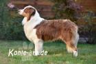 Bezaubernde Aussiehündin in BM 7 Wo