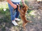 Coki 2-3 J toller Familienhund sucht Anschluss