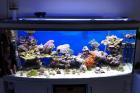 500L Meerwasseraquarium komplett mit Korallen nur 870 - VB