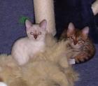 Ein Hauch von Wildnis als Schmusekatze Bengalen in brown-rosetted und snow