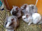 Kleine wuschelige Kaninchen abzugeben