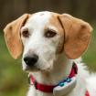 NUOVO - aufgeweckter Mischling - 6 Jahre - Tierhilfe-Franken e. V.