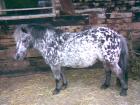 Reitbeteiligung für Shetlandpony in Hamburg-Lemsahl gesucht