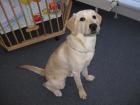 Labrador Hündin blond 6 Mon. reinrassig