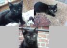 3 süße Katzen suchen ein neues liebevolles Zuhause