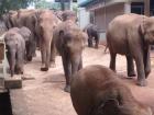 Bieten geführte Rundreisen durch Sri Lanka an