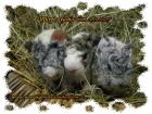 Worringerschweinchenfarm ish. de