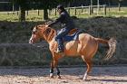 Reitferien für Kinder. Jugendliche und Erwachsene ganzjährig