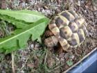 Griechische Landschildkröte abzugeben