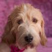 MAGRIET - Mischling - 4 Jahre - Tierhilfe-Franken e. V.