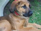 Wunderschöner Ridgeback / Schäfiwelpe abzugeben - Unbedingt ansehen