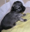 4 Chihuahua Welpen Düsseldorf