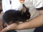 Zwergkaninchenbabys