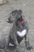 Irish Wolfhoundwelpen VDH