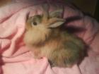 Super süße Angora-Löwenköpfchen Jungkaninchen