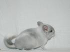 Chinchillas in den Farben Weiß-Violett-Scheck Standart AVT abzugeben