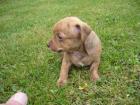 Chiwawa Rehpinscher Welpen gesund und munter