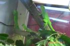 DNZ Iguana Iguana Grüner Leguan