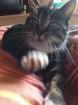 Morle sucht neues zuhause