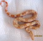 Boa constrictor albino Sharp Line
