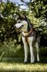 LUMA - Husky - 1 Jahr 5 Monate - Tierhilfe-Franken e. V.