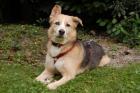 SARIAH - hübscher Mischling - 9 Jahre - Tierhilfe-Franken e. V.