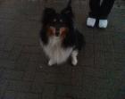 Habe einen sheltie rüden 2 5 jahre alt