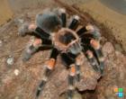 Brachypelma Smithi 1. 0