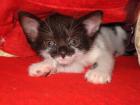 - Drei süsse Katzenbabys -