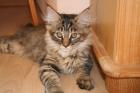 Zauberhauftes Maine Coon Kitten weibl. black torbie