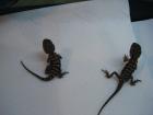 Zwergbartagamen Nachzuchten Pogona henrylawsoni