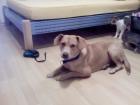Labrador-mix Hündin 1 Jahr sucht Herz