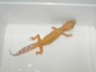 Leopardgeckos Farbformen