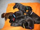 Hurra - unsere 7 Labrador Welpen aus Ahrensburg 22926 sind da