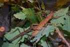 Eurycantha insularis selten gehalten