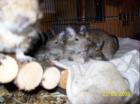 Degus jedes Geschlechts und Alter 6Wo- 6 Mo abzugeben
