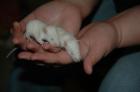 Ratten Jungtiere zu verschenken aus 3 Würfen Augsburg