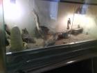 3 Bartagamen mit voll eingerichteten Glas Terrarium NP 350Euro
