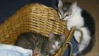 Katzen Babys vom 27. 07. 08