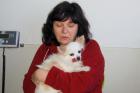 DOLFI - Chihuahua - 15 Jahre - Tierhilfe-Franken e. V.