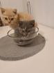 Bkh Kitten noch 2 zu haben