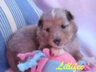 Sheltie-Welpen of Burning Mountain VDH