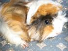 Hübsche junge Meerschweinchen suchen.