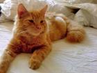 Main Coon Kater - Sari